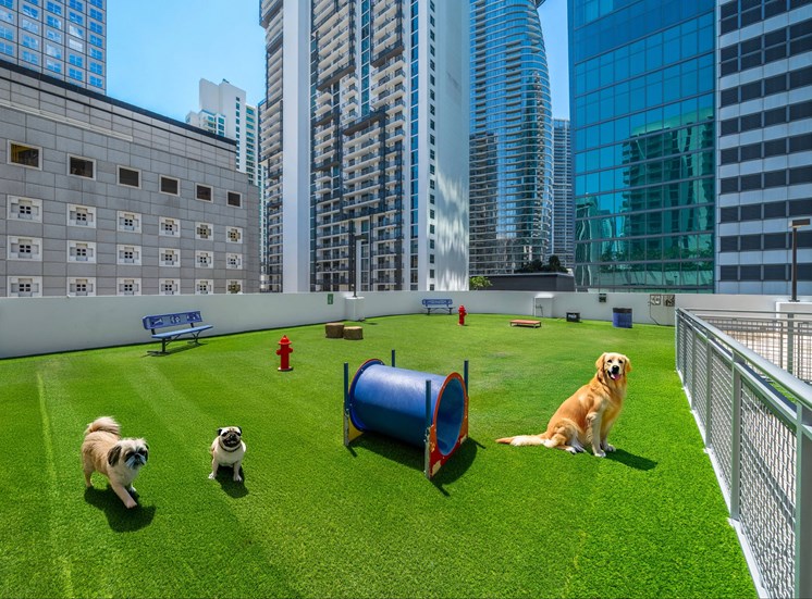 A dog is sitting on a green field with a blue barrel and a fire hydrant in the background.